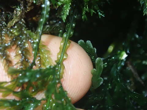 Hymenophyllum flexuosum A. Cunn. resmi