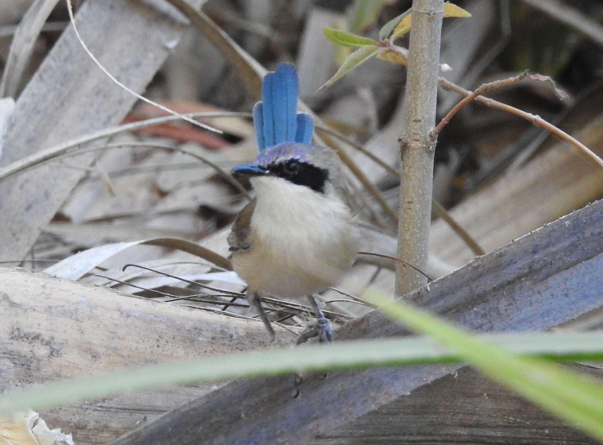 Image of Lilac-crowned Wren