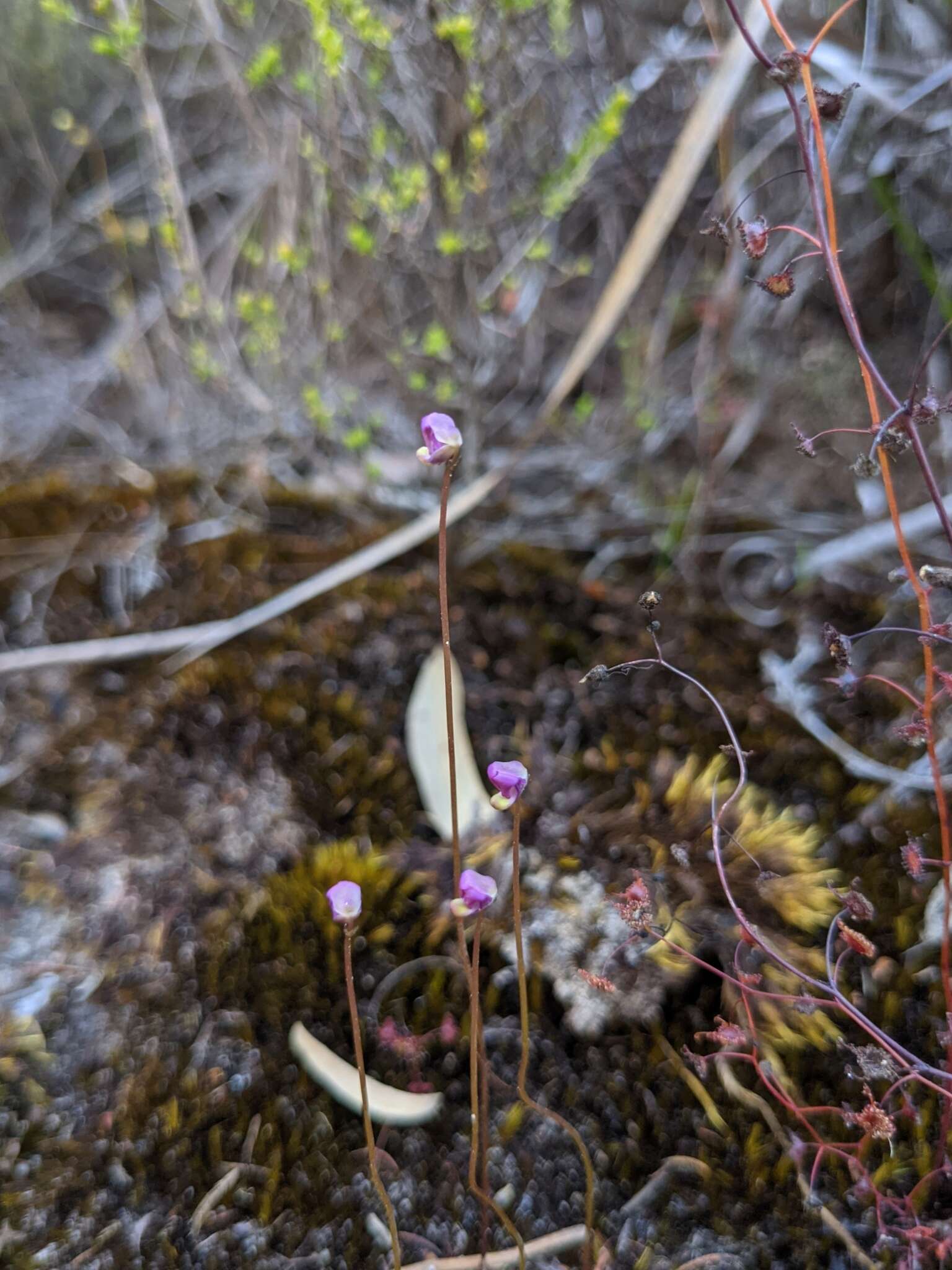 صورة Utricularia uniflora R. Br.