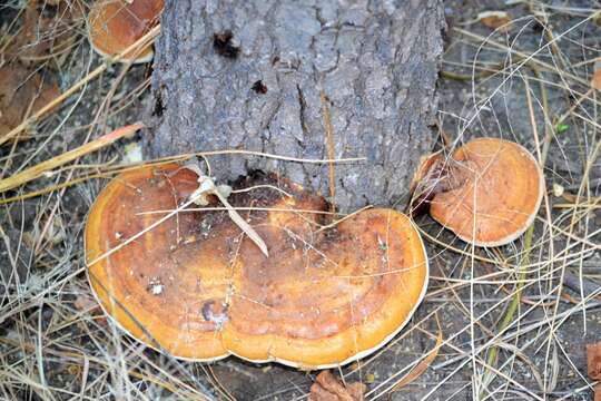 Слика од Ganoderma curtisii (Berk.) Murrill 1908