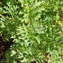 Image of Grevillea bipinnatifida subsp. bipinnatifida