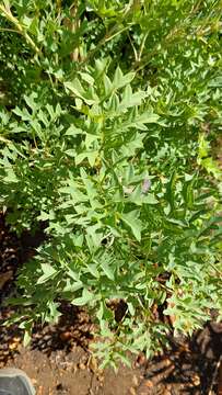 Image of Grevillea bipinnatifida subsp. bipinnatifida