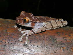 Image of Coronated Treefrog