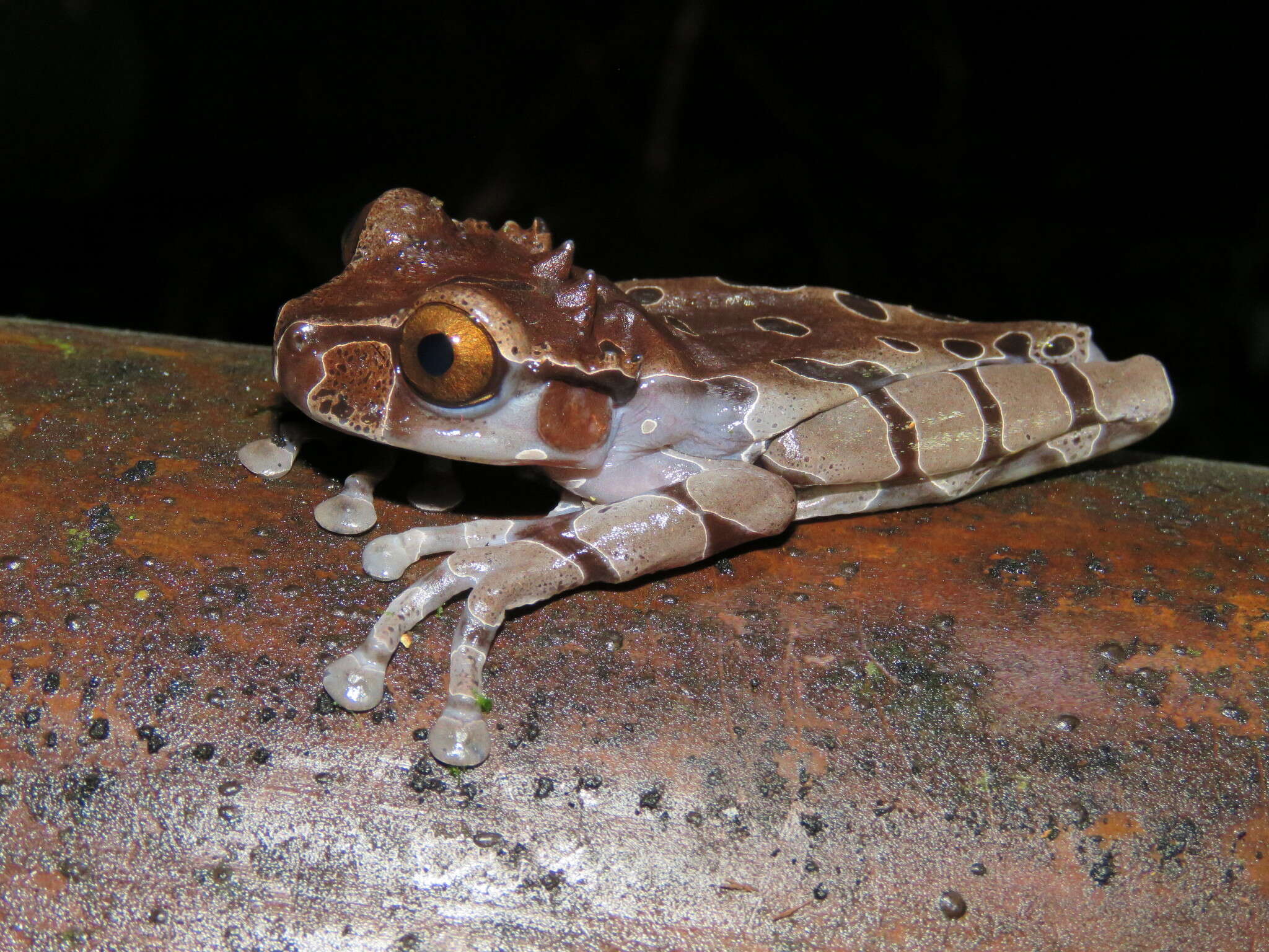 Image of Coronated Treefrog