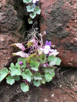 Image de Cymbalaria muralis subsp. muralis