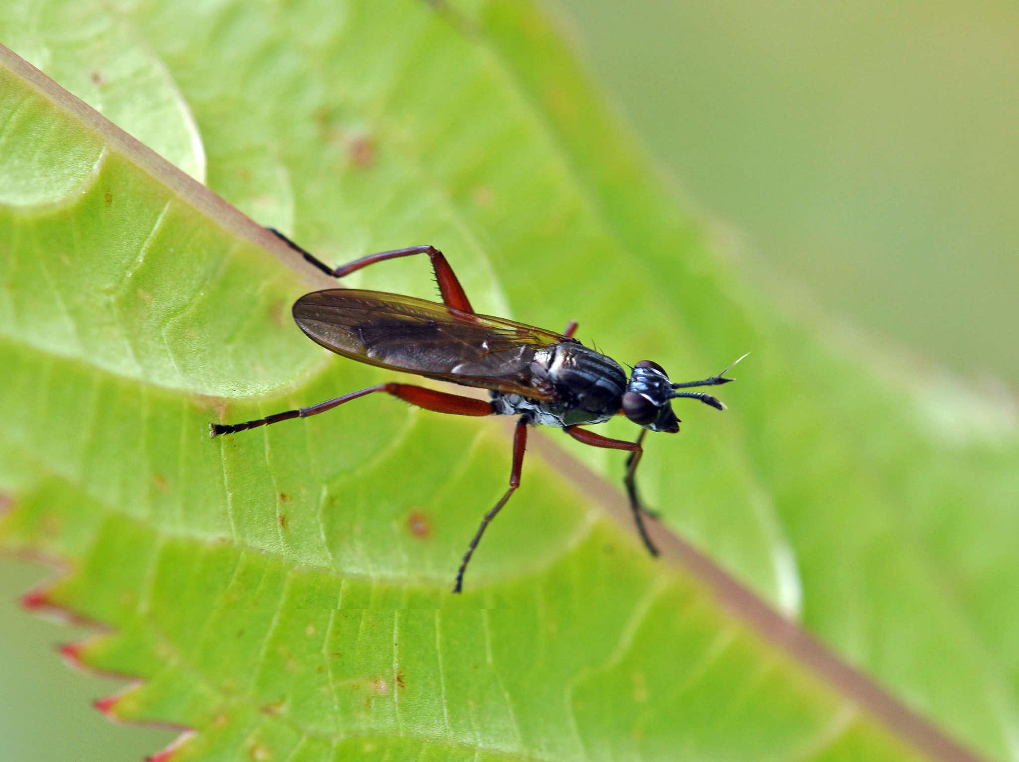 Imagem de Sepedon sphegea (Fabricius 1775)