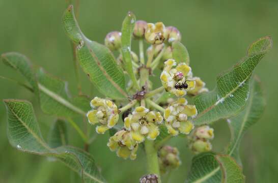 Image of Milkwort