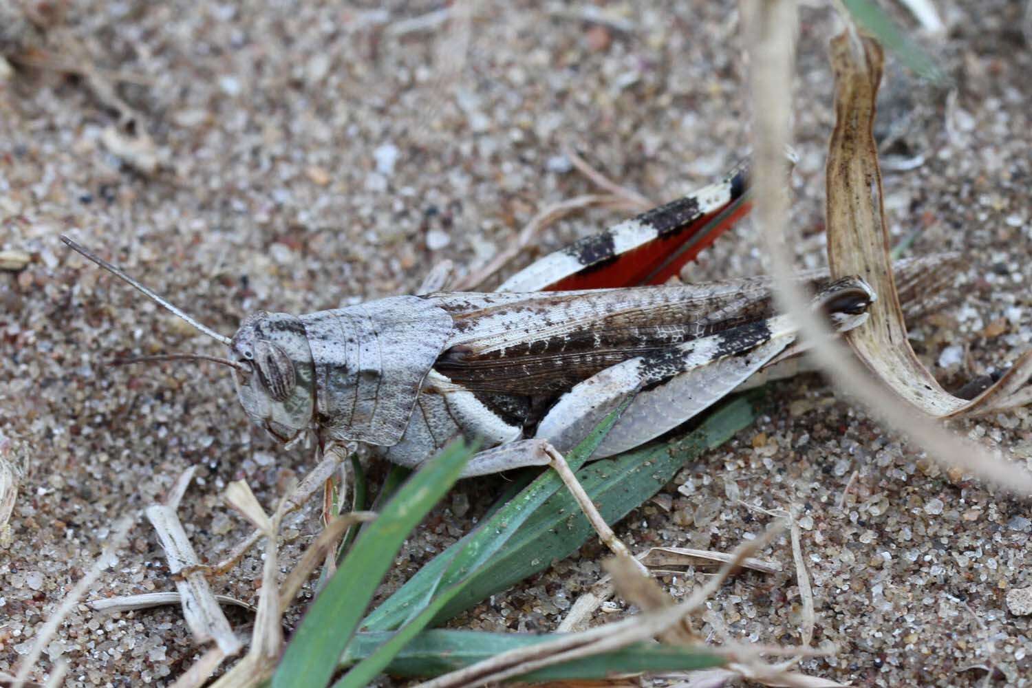 Image of Diabolocatantops axillaris (Thunberg 1815)