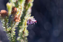 Image of Erica barbigeroides E. G. H. Oliver