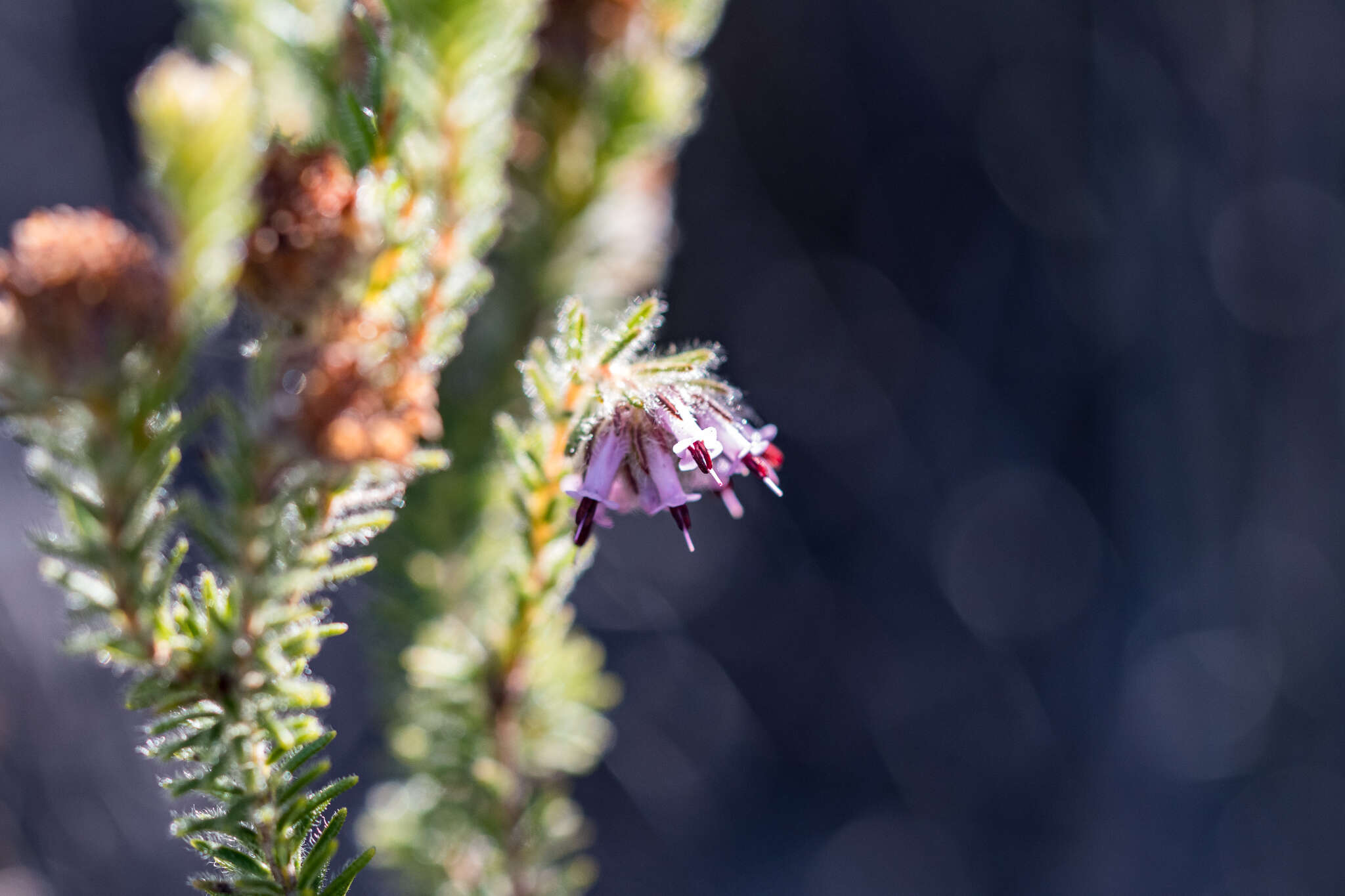 Image of Erica barbigeroides E. G. H. Oliver