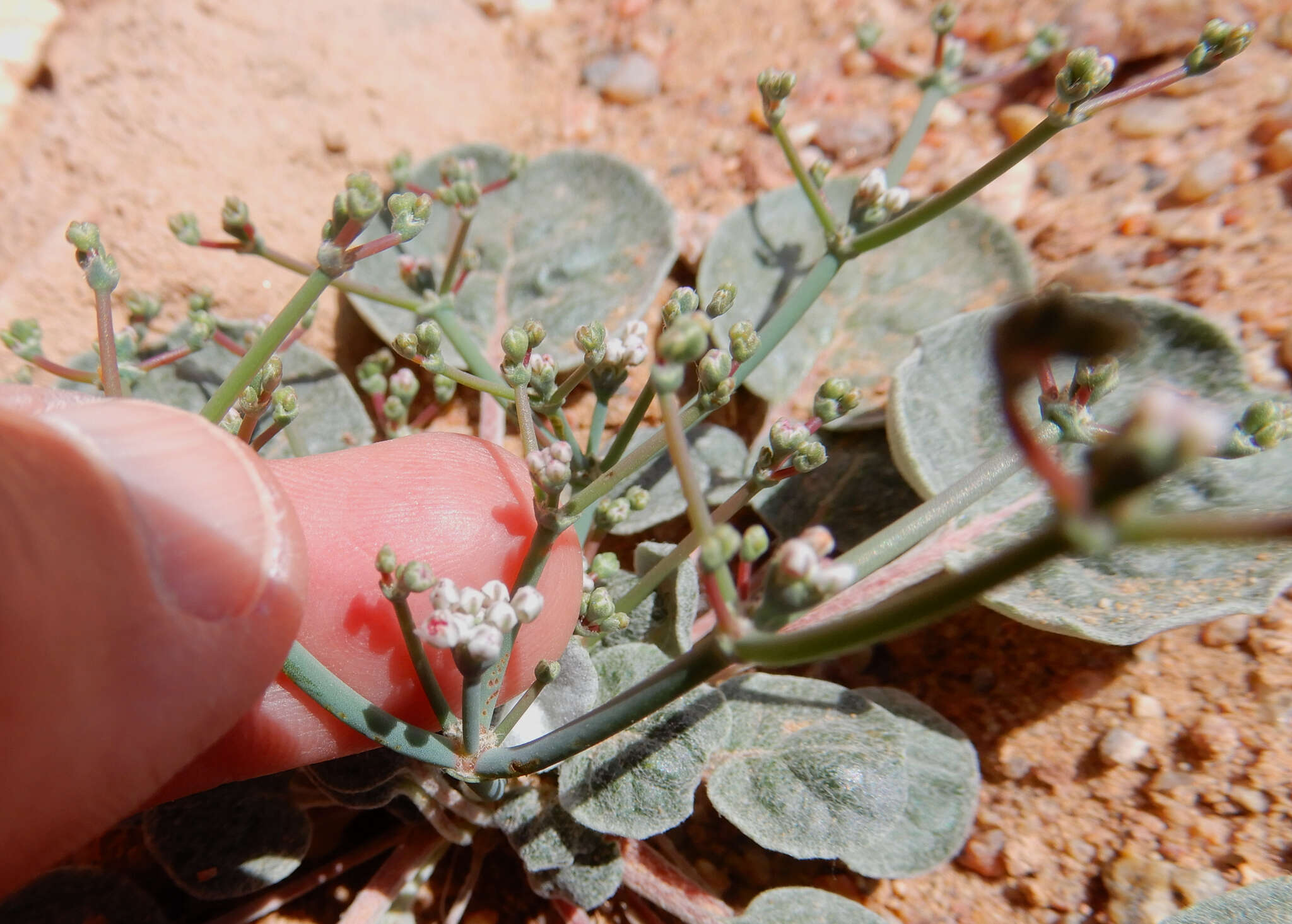 Imagem de Eriogonum rotundifolium Benth.