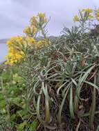 Image of island wallflower