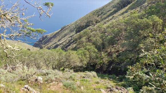 Image of fern-leaf Catalina ironwood