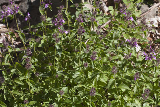 Image of Clinopodium caucasicum Melnikov