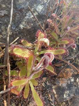 Image de <i>Drosera ericgreenii</i> A. Fleischm., R. P. Gibson & Rivadavia