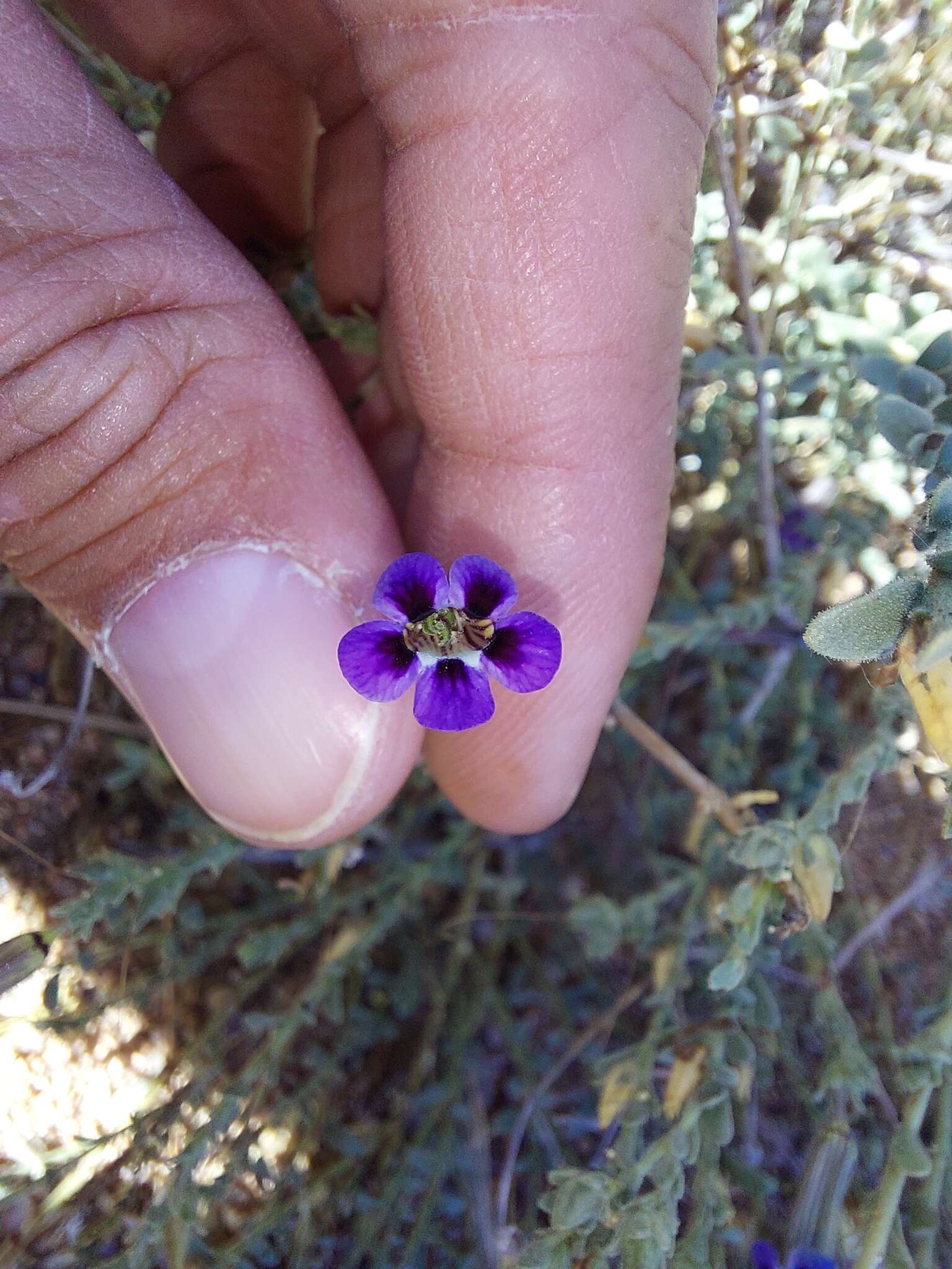 Imagem de Peliostomum virgatum E. Mey. ex Benth.