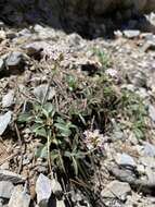 Image of Cordilleran Valerian