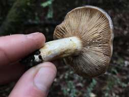 Слика од Lactarius californiensis Hesler & A. H. Sm. 1979