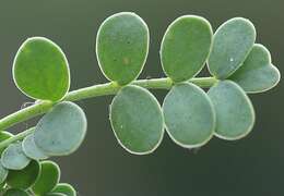 Слика од Coronilla vaginalis Lam.