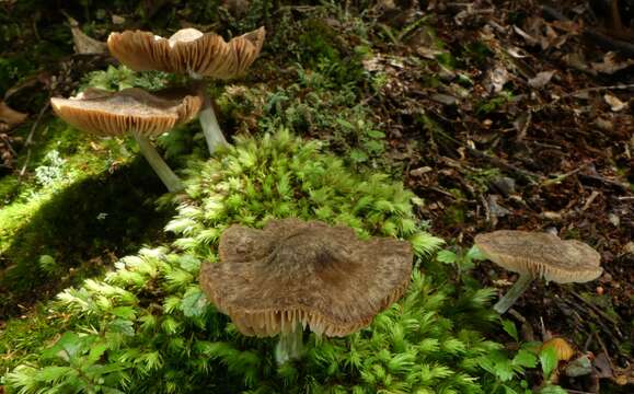 Image of Entoloma translucidum E. Horak 1973