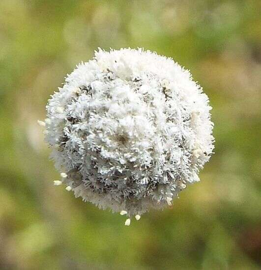 Image de Lachnocaulon anceps (Walter) Morong