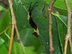 Image of Kamalia multipunctata