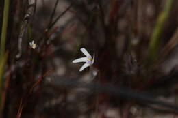 Image of Utricularia kamienskii F. Muell.