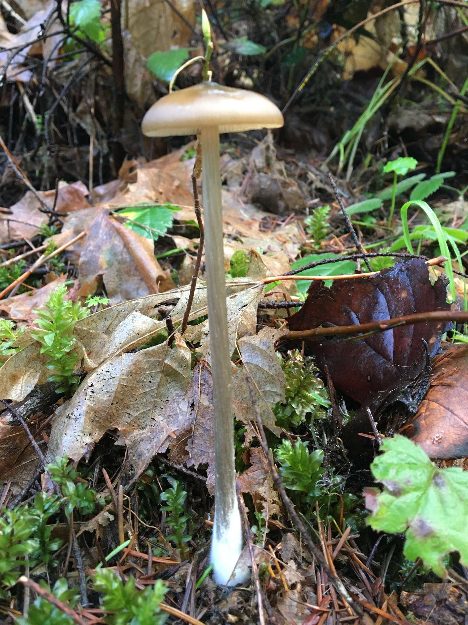 Image de Entoloma hirtipes (Schumach.) M. M. Moser 1978