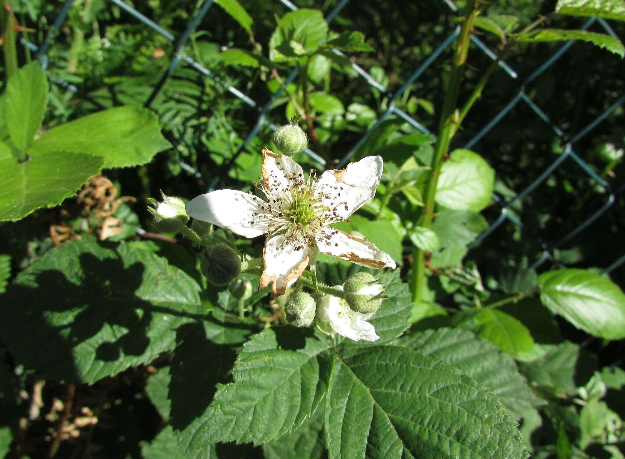 Image of Rubus lainzii H. E. Weber