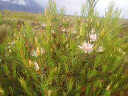 Image de Protea mucronifolia Salisb.