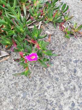 Image of Carpobrotus glaucescens (Haw.) Schwant.