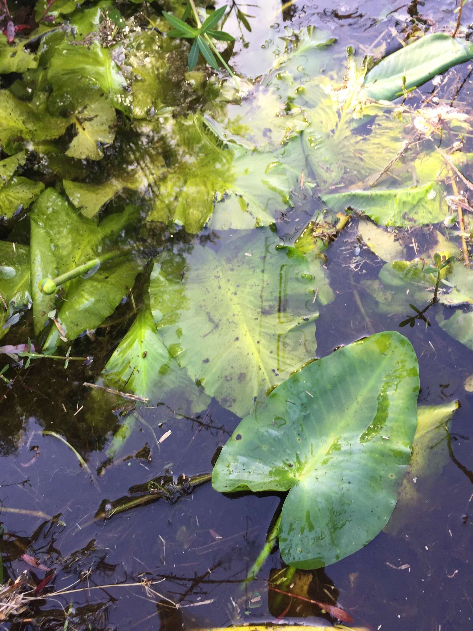 Image of yellow pond-lily