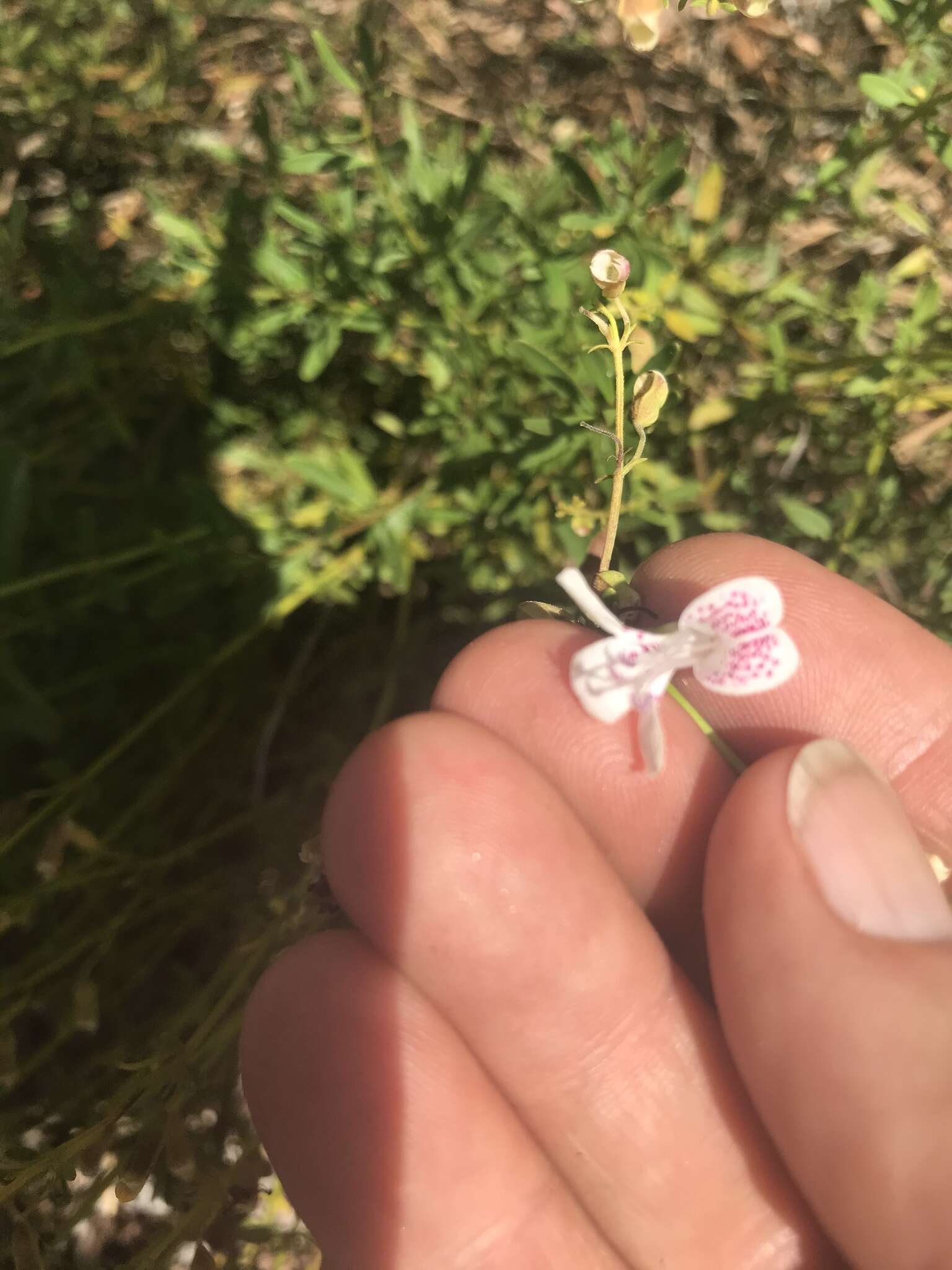 Imagem de Dicerandra frutescens Shinners