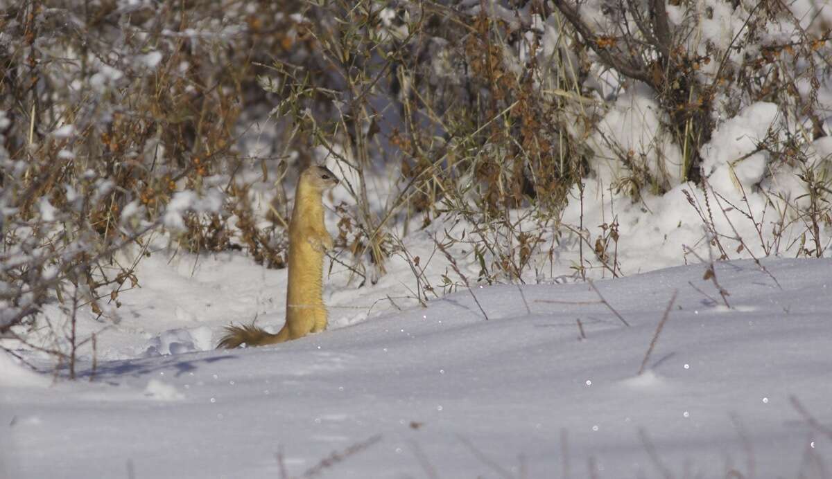 Image of Mountain Weasel