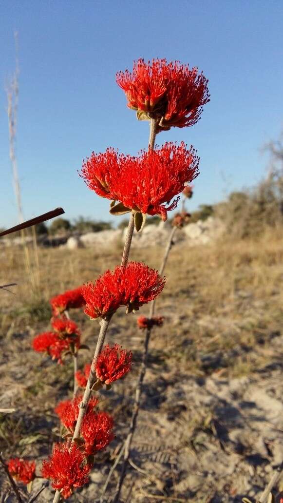 Image of Combretum platypetalum Welw. ex Laws.