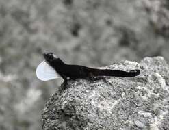 Image of Sagua de Tanamo  Anole