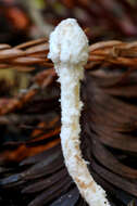 Image of Cystolepiota petasiformis (Murrill) Vellinga 2006