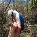 Image of Mariana Kingfisher