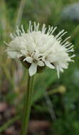 Image of Cephalaria galpiniana Szabo