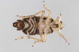 Image of Megamelus distinctus Metcalf 1923