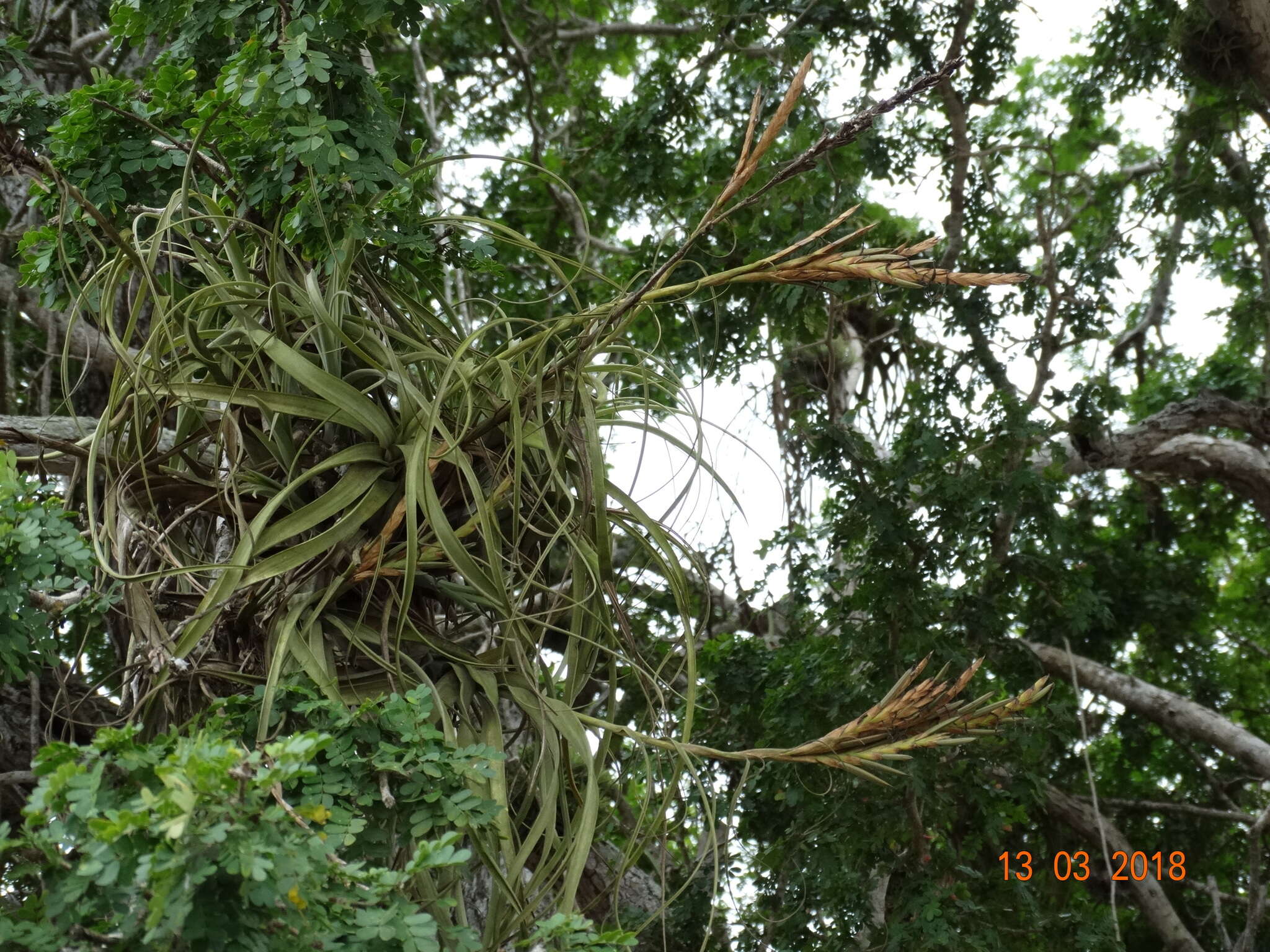 Plancia ëd Tillandsia balbisiana Schult. & Schult. fil.