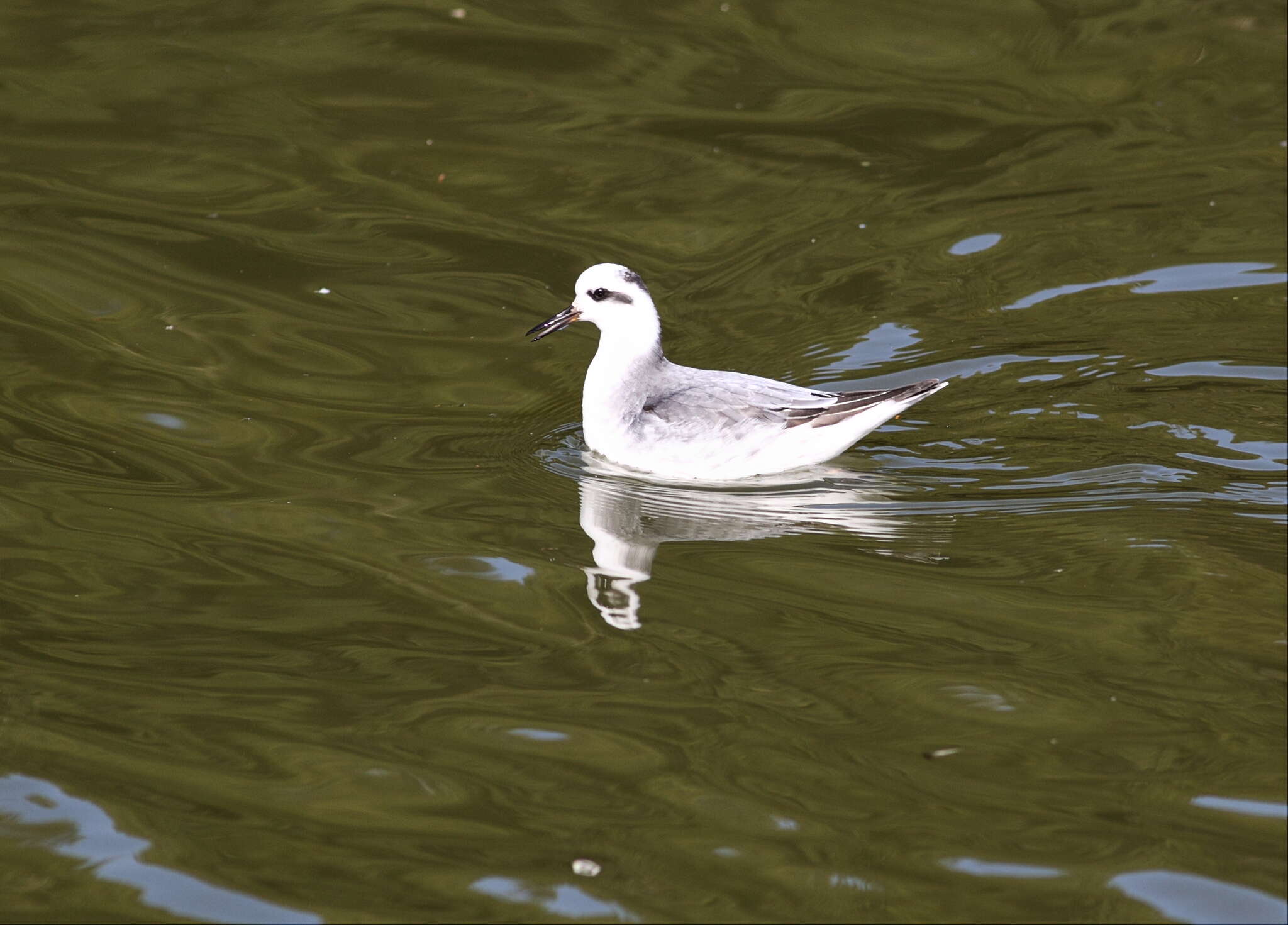 Image of Grey (Red) Phalarope