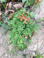 Image of Southern Marsh Yellowcress