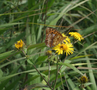 Image de Inula japonica Thunb.