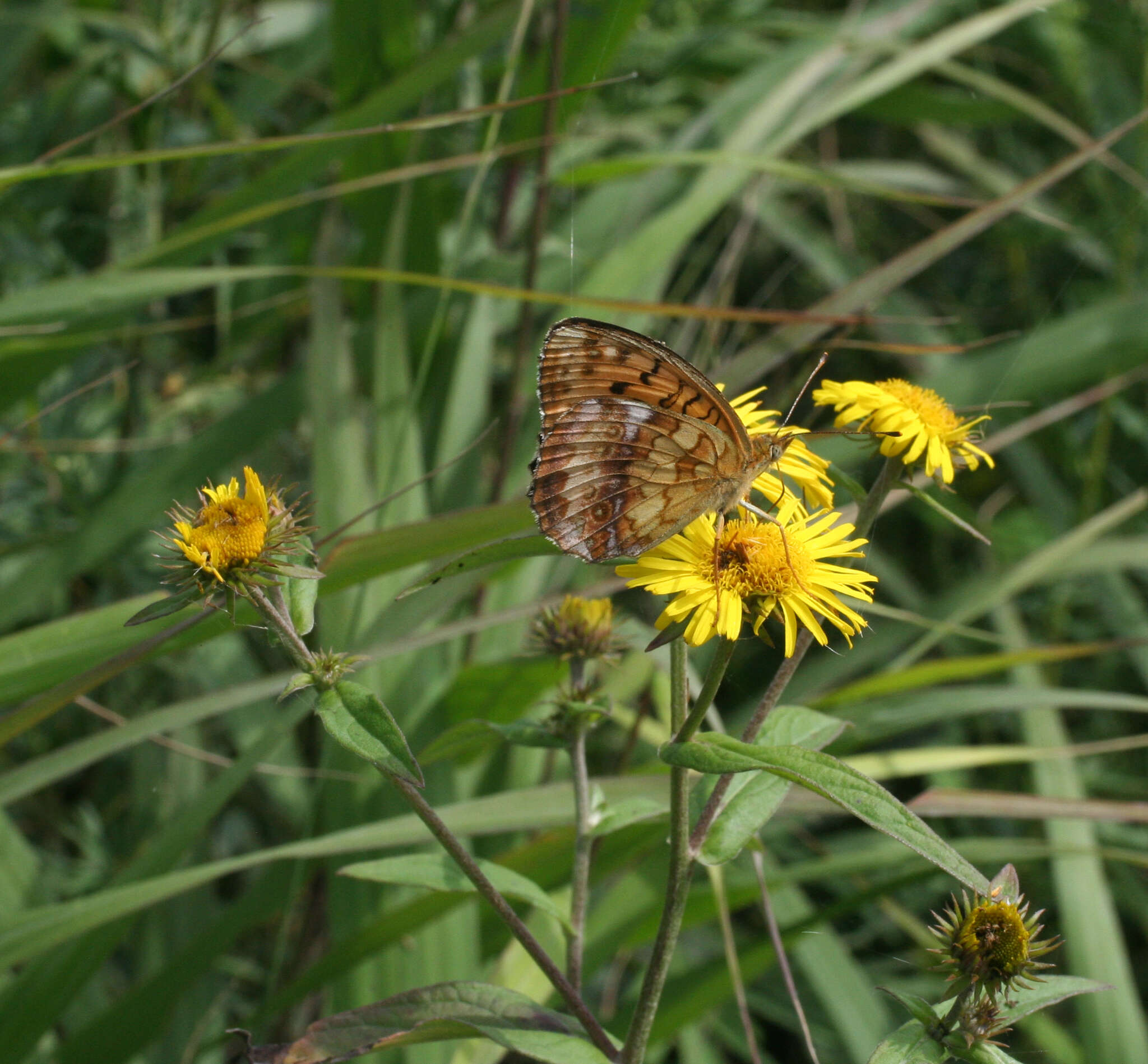 Image of Inula japonica Thunb.