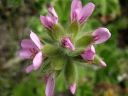 Image of rose scented geranium