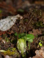 Image of Zeller's spider orchid