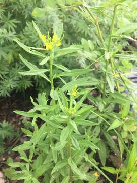 Image of treacle mustard