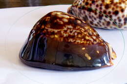 Image of Humpback Cowrie