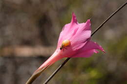 Image of Gladiolus meridionalis G. J. Lewis